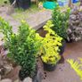 50 super flowering plants/shrubs Image 7