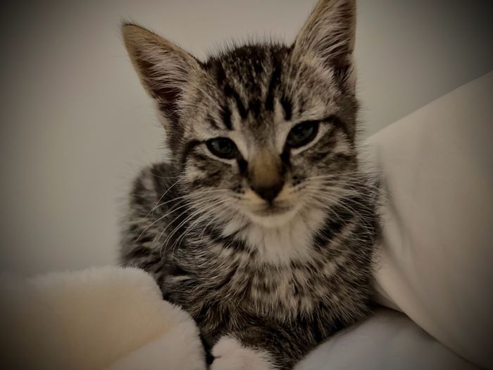 Male kitten