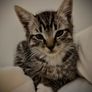 Male kitten Image 3