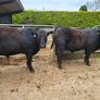 Bulls Image 2