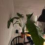 Plant Strelitzia Image 2