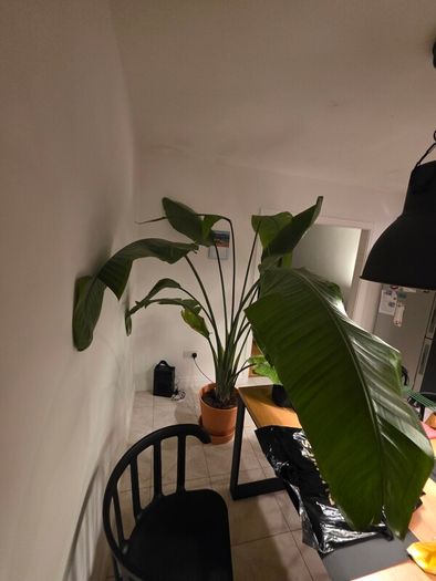 Plant Strelitzia