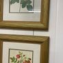 Set of six framed rose prints Image 2