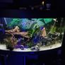 160 litre fish tank with fish Image 7