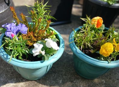 Two Pots with plants 10 euro each or 2 for 15euro