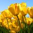 misstulip