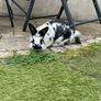 Pet Rabbit Image 4