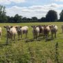 Full symbol organic Cattle Image 9