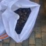 Free soil 5 bags Image 2