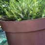 plants Image 2