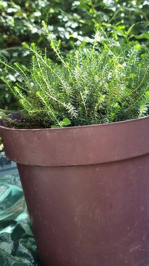 plants