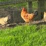 Roosters Image 3