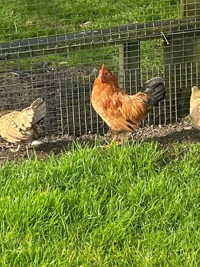 Roosters