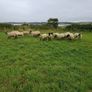 Hoggets Image 2