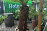 Dicksonia Antarctica (HARDY FERN)