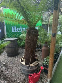Dicksonia Antarctica (HARDY FERN)