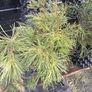 Dwarf mountain pine ( pinus mungo pumilo ) Image 6
