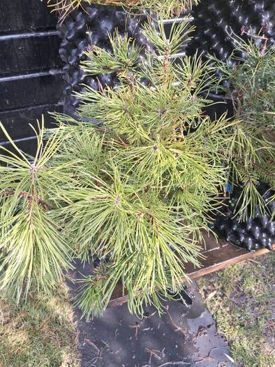 Dwarf mountain pine ( pinus mungo pumilo )