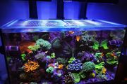 Redsea 350l Lid