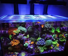 Redsea 350l Lid