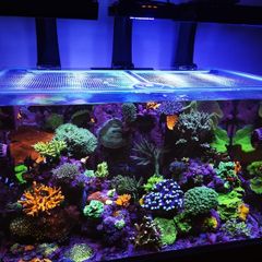 Redsea 350l Lid