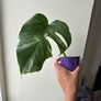Monstera Albo Image 3