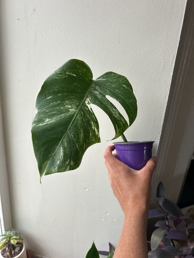 Monstera Albo