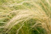 (G) Feather Grass seeds 0.05g (415441)