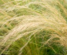 (G) Feather Grass seeds 0.05g (415441)