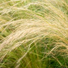 (G) Feather Grass seeds 0.05g (415441)