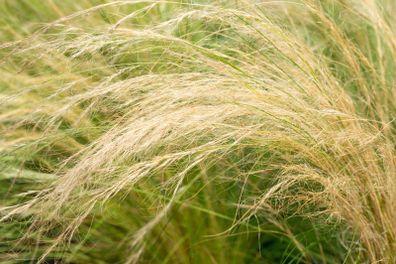 (G) Feather Grass seeds 0.05g (415441)