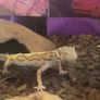 leopard gecko Image 2