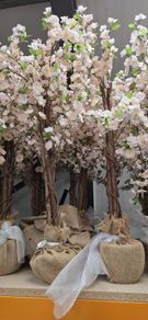 Cherry Blossom trees
