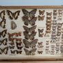 Antique Taxidermy Butterflies Image 6