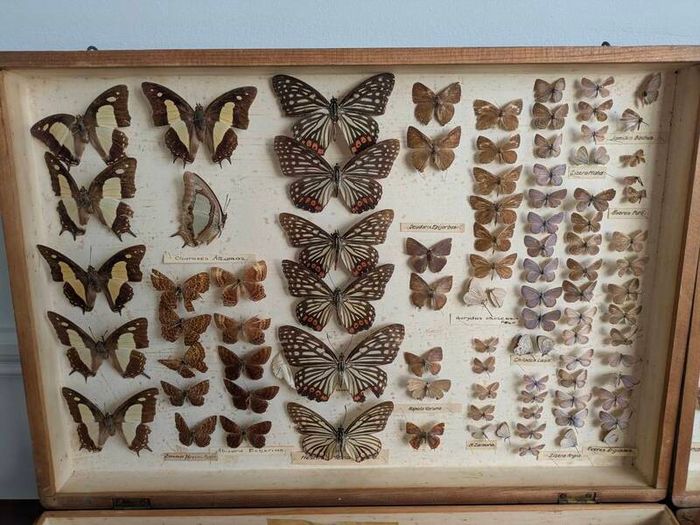 Antique Taxidermy Butterflies