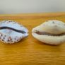 Two Tiger Cowrie Shells Image 3