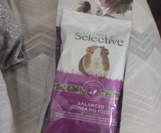 Guinea Pig Food