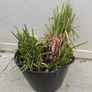 Kniphofia Image 3