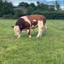 Purebred Simmental bull Image 3