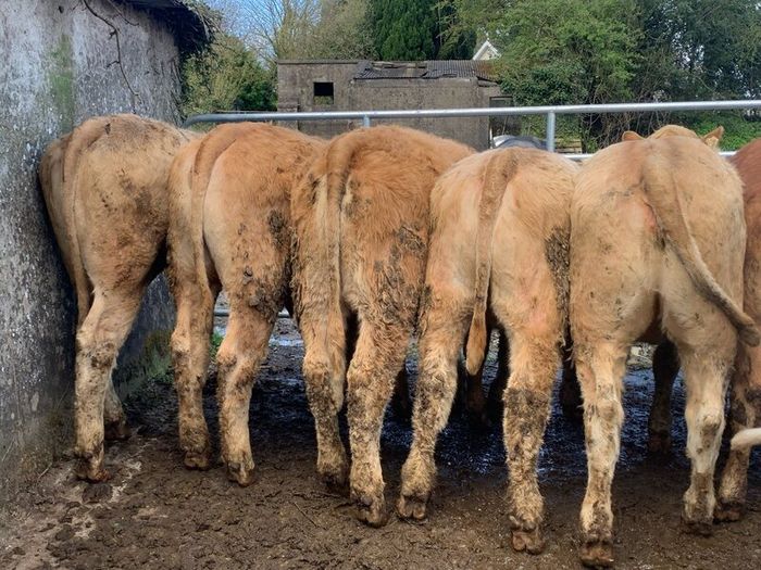 16 store heifers 390kg