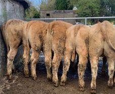 16 store heifers 390kg