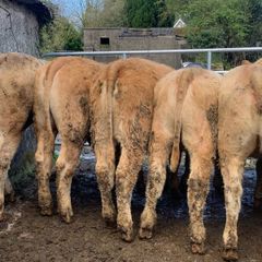 16 store heifers 390kg