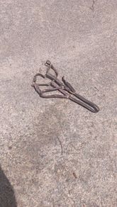 horse halter