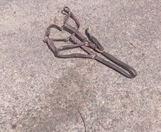 horse halter