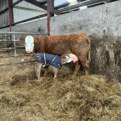 Springing  heifers