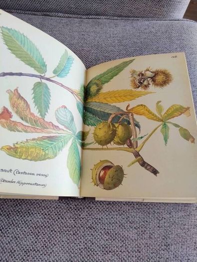 The Country Diary of an Edwardian Lady 1979 by Edith Holden in very good condition with some wear to the dustcover see photos FREE STANDARD POSTAGE INCLUDED