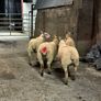 12 super charlois breeding ewe lambs Image 10