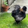 Black Silky Rooster Image 3