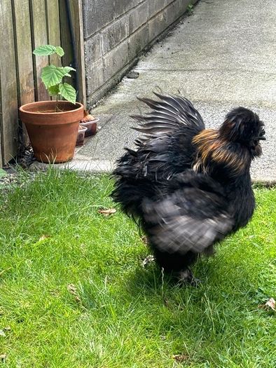 Black Silky Rooster
