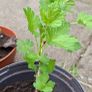 Red gooseberry plants (thorny) Image 3